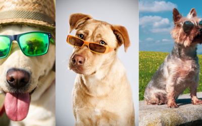 A napszemüveg öltöztet ?!