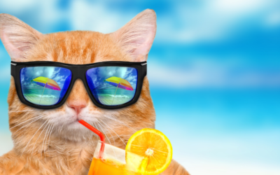 Milyen színű legyen a napszemüveg kerete?